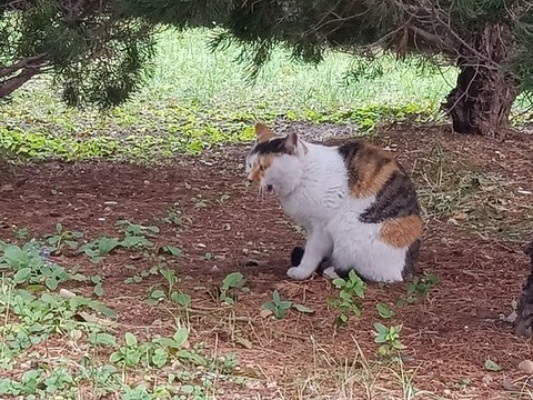 流浪猫单机版同V潍官方下载,专业解答实行问题_交互版_v6.298